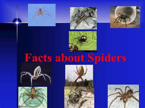 Ppt Facts About Spiders Powerpoint Presentation Free Download Id