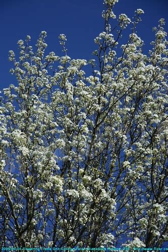 Post your pics of your best indiana buds. 2009-04-04 Flowering Trees One-College Park Indianapolis I ...