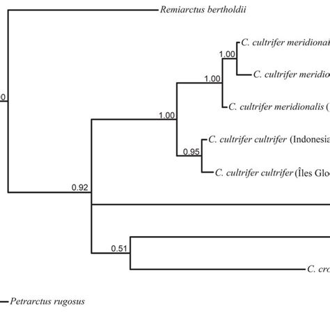 Bayesian Phylogenetic Tree From Partial Segment Bp Of COI Gene Download Scientific
