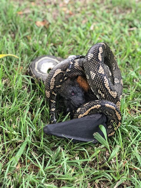 Carpet Python eating a Fruit Bat : natureismetal