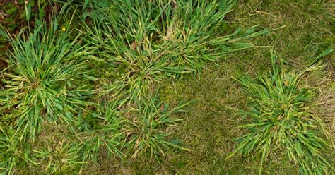 How To Kill Crabgrass Naturally Without Killing Your Lawn Lawn Chick