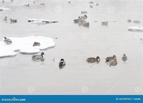 Mallard Ducks On A Snow Covered City Pond In Winter Stock Image Image