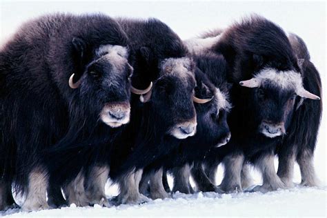 Musk Oxen Ovibos Moschatus Tell A Tale Of Survivors The New York Times