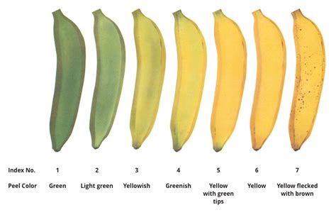 Banana Buying Guide Stages Anatomy Color Chart Us Foods