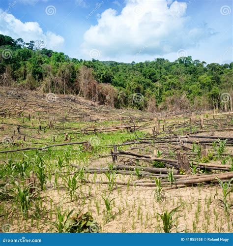 Deforestation In The Philippines Stock Photo Image Of Exploitation