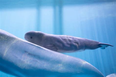 Vote To Name Shedd Aquariums New Baby Beluga Whale