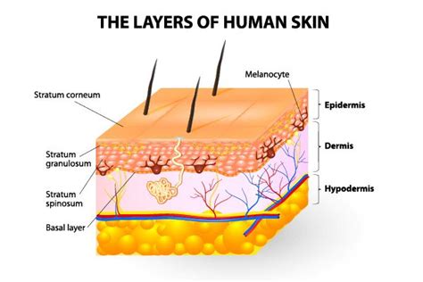 Topical Application Skin Structure Epidermis Skin Anatomy