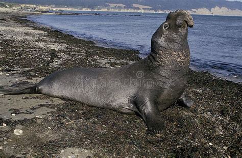 Southern Elephant Seal Mirounga Leonina Male Laying On Beach