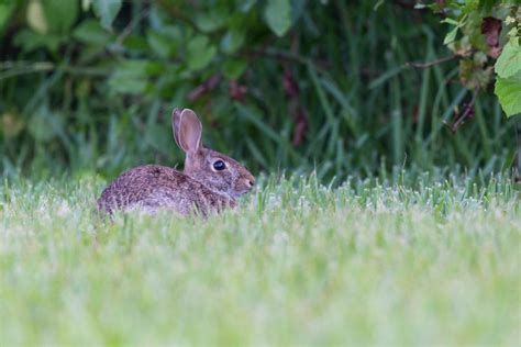 Rabbits In Brevard County Seem To Be Multiplying Like Well Rabbits