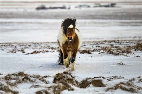 Icelandic Horse Pasturing In Snowy Meadow In Highlands Of Iceland On