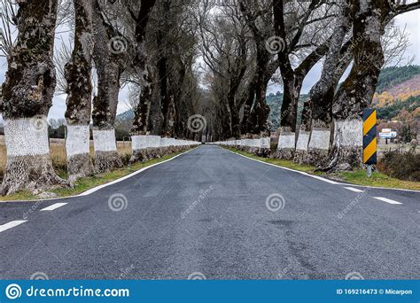 Road With Trees On Both Sides Stock Image Image Of Forest Landscape