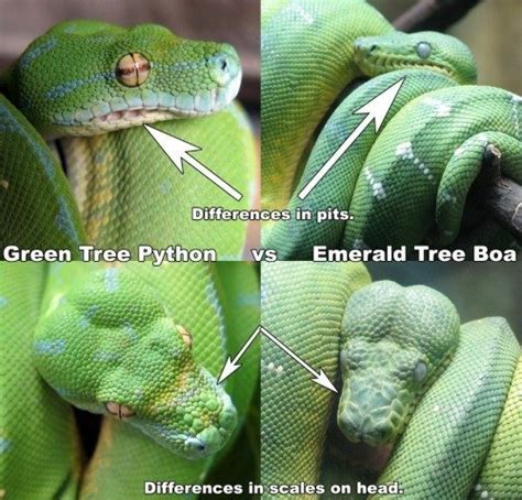 Green Tree Python Care Sheet Wiki Reptiles Amino