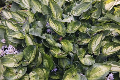 18 Best Types of Foliage Plants