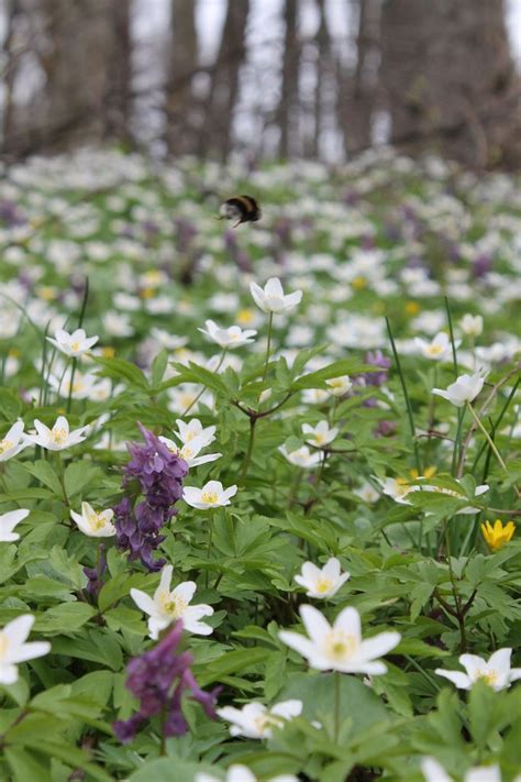 Wood Anemones A Great Northeast Woodland Plant Woodland
