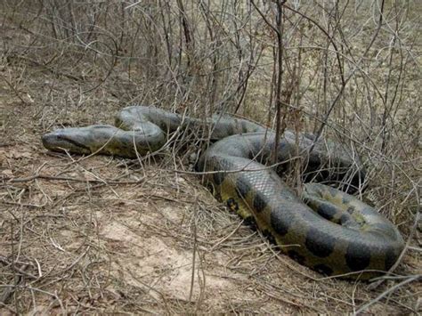Anaconda Gigante De 40 Metros Cuanto Viven Los Animales