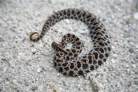 Dusky Pigmy Rattle Snake — Swamp Girl Adventures