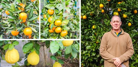 Simply Citrus Nursery Grows Cold Hardy Varieties In Scs Midlands