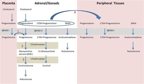 high 17 hydroxyprogesterone level in newborn screening test for congenital adrenal hyperplasia