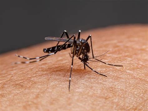 Rare Genus Of Malaria Parasite Plasmodium Ovale Detected In Kerala