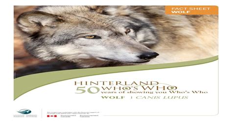 Hinterland Whos Who Hinterland Whos Who Wolf Fact Sheet Wol 4