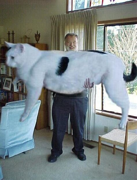 The Largest Cat In The World World Of Wallpapers World Biggest Cats