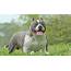 Can An American Bully Stay In Apartment 5 Rules To Live By 