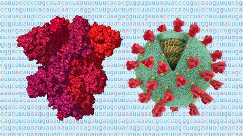 Bad News Wrapped In Protein Inside The Coronavirus Genome The New