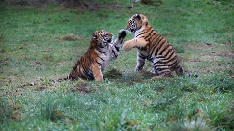 Watch Endangered Amur Tiger Cubs Playing At Highland Wildlife Park