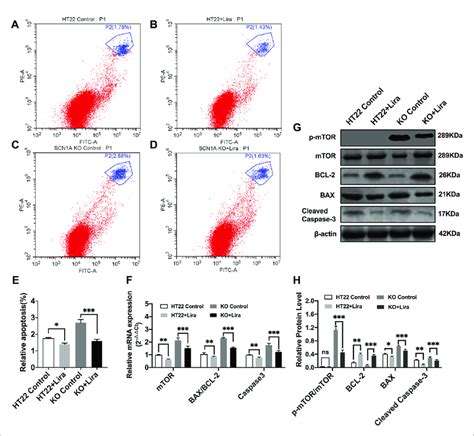 Liraglutide Promoted Proliferation And Reduced Apoptosis By