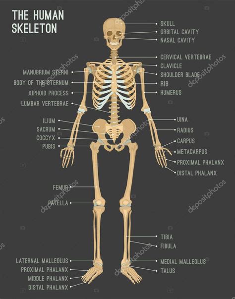 Human Skeleton Image — Stock Vector © Annyart 177550034