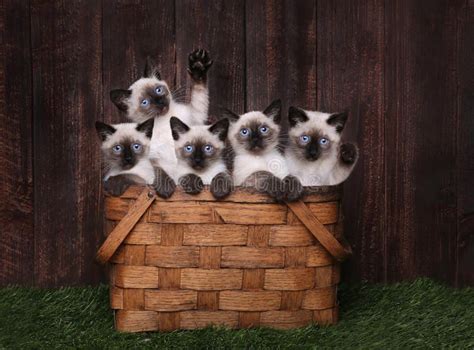 Adorable Siamese Kittens In A Basket Royalty Free Stock Photography