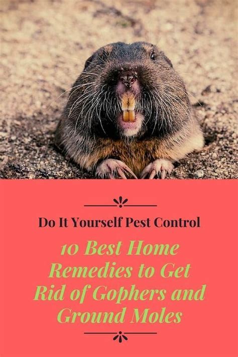 How To Get Rid Of Gophers And Ground Moles Naturally Getting Rid Of