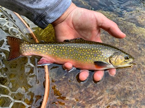 Pro Tips Flies For Mountain Brook Trout In Early Summer Orvis News