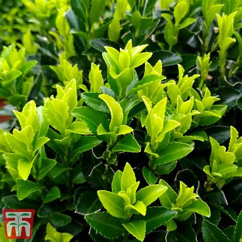 Euonymus Japonicus Green Spire Evergreen Spindle In Gardentags Plant