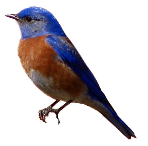 Free Western Bluebird Cliparts Download Free Western Bluebird Cliparts