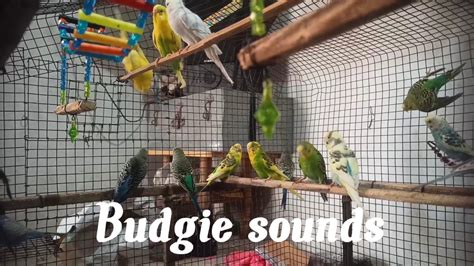 Bird Sounds Happy Budgie Singing Playing Eating And Dancing