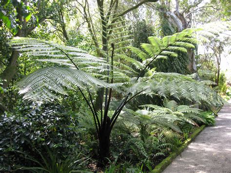 New Zealand Tree Fern Abbey Gardens Tresco Isles Of Scilly City