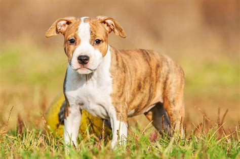 Meet The Staffordshire Bull Terrier