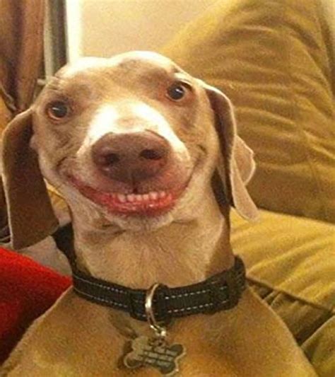 Funny Faces Top 30 Funny Dog Faces Funny Dog Faces 13 Smiling Dogs