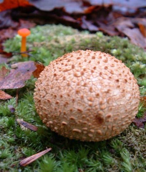 Mushroom Photos In Pennsylvania