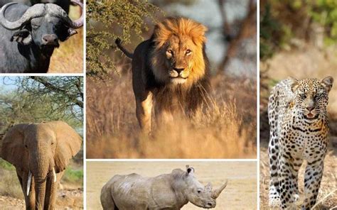 Africas Big Five Big Five Animals Africa Wildlife Tours