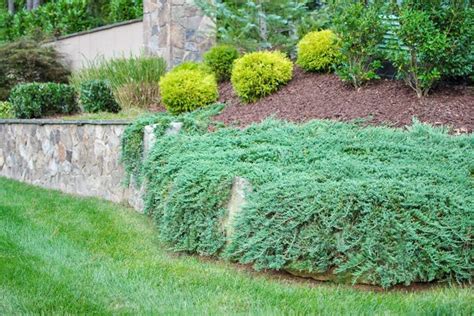 Evergreen Deer Resistant Shrubs Plantingtree