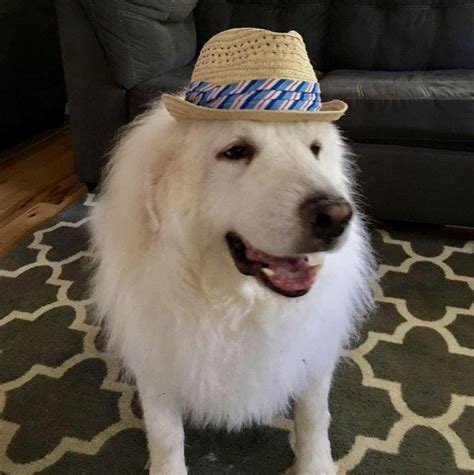 All New Adorable Dogs In Hats Will Make You Lol I Can Has Cheezburger Funny Cats Cat Meme
