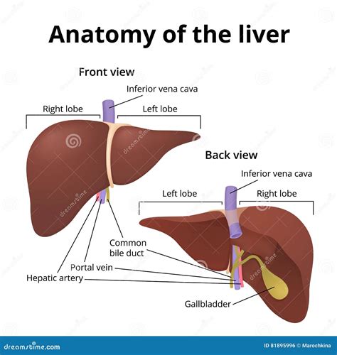 Leber Des Menschlichen Organs Vektor Abbildung Illustration Von Blase Anatomisch