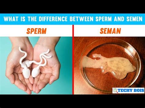 Difference Between Sperm And Semen Youtube