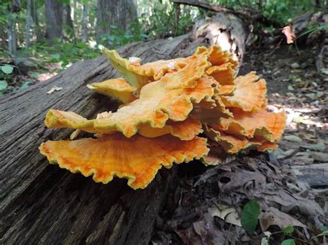 5 Easy To Identify Edible Mushrooms For The Beginning Mushroom Hunter Wild Foodism