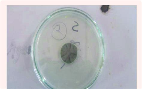 Cladosporium Sp On Pda Plate Download Scientific Diagram