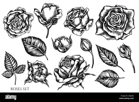 Vector Set Of Hand Drawn Black And White Roses Stock Vector Image And Art