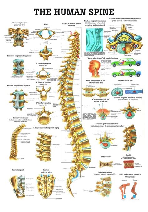 Buy Anatomical Worldwide Ch07 The Human Spine Laminated Anatomy Chart