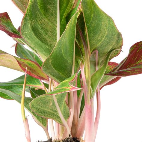 Houseplant Pink And Green Leaves Plant Joeryo Ideas